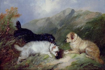 Terriers Rabbiting by George Armfield